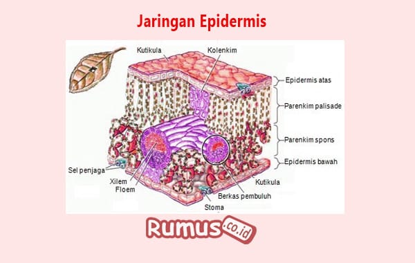 Detail Gambar Epidermis Tumbuhan Nomer 16