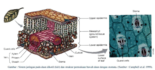 Detail Gambar Epidermis Tumbuhan Nomer 18