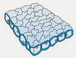 Detail Gambar Epidermis Tumbuhan Nomer 25