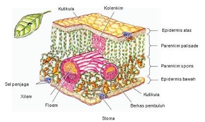 Detail Gambar Epidermis Tumbuhan Nomer 4