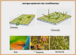 Detail Gambar Epidermis Tumbuhan Nomer 33