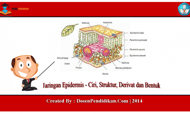 Detail Gambar Epidermis Tumbuhan Nomer 35