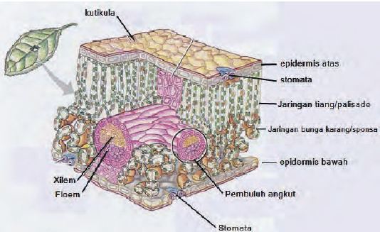 Detail Gambar Epidermis Tumbuhan Nomer 41