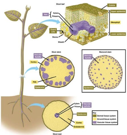 Detail Gambar Epidermis Tumbuhan Nomer 48