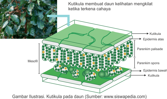 Detail Gambar Epidermis Tumbuhan Nomer 49