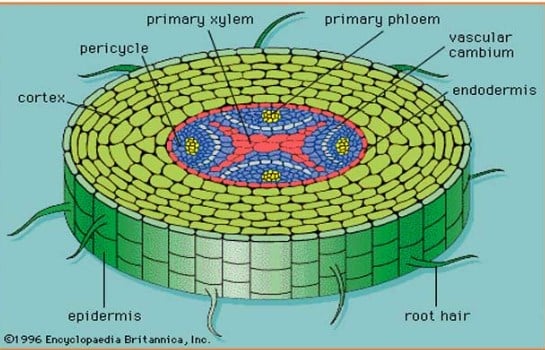 Detail Gambar Epidermis Tumbuhan Nomer 7