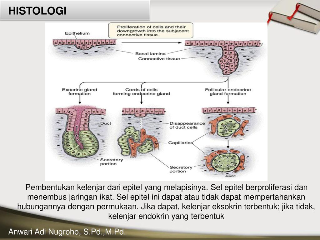 Detail Gambar Epitel Kelenjar Endokrin Nomer 13