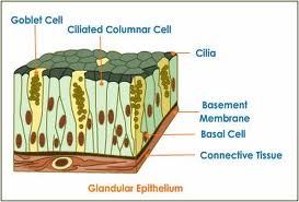 Detail Gambar Epitel Kelenjar Endokrin Nomer 21