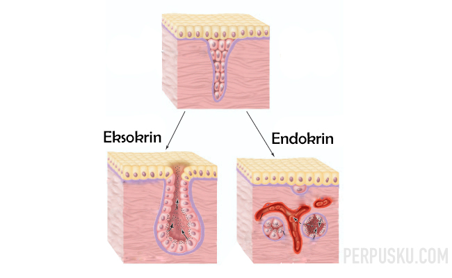 Detail Gambar Epitel Kelenjar Endokrin Nomer 22