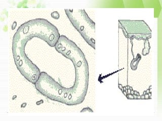 Detail Gambar Epitel Kelenjar Endokrin Nomer 25