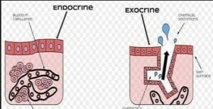 Detail Gambar Epitel Kelenjar Endokrin Nomer 31