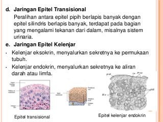 Detail Gambar Epitel Kelenjar Endokrin Nomer 6