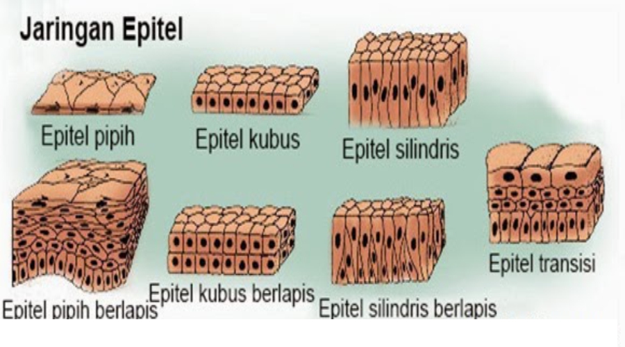 Detail Gambar Epitel Kubus Berlapis Nomer 19