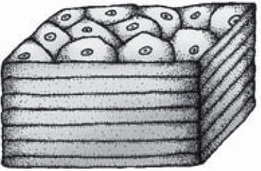 Detail Gambar Epitel Pipi Nomer 37