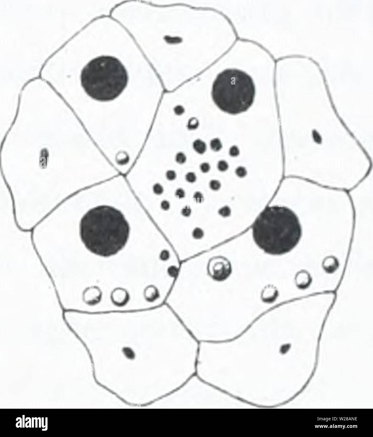 Detail Gambar Epitel Pipi Nomer 47