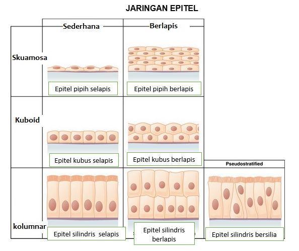 Detail Gambar Epitel Silindris Selapis Nomer 19