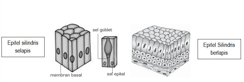 Detail Gambar Epitel Silindris Selapis Nomer 32