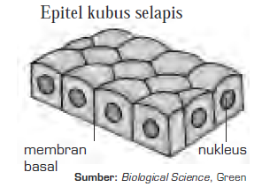 Detail Gambar Epitel Silindris Selapis Nomer 33