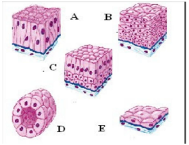 Detail Gambar Epitel Silindris Selapis Nomer 35