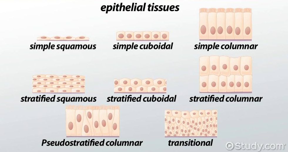 Detail Gambar Epitel Silindris Selapis Nomer 45