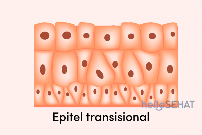Gambar Epitel Transisional - KibrisPDR