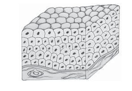 Detail Gambar Epitel Transisional Nomer 3