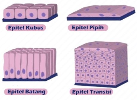 Detail Gambar Epitel Transisional Nomer 18