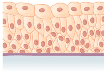 Detail Gambar Epitel Transisional Nomer 4