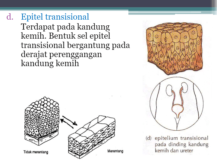 Detail Gambar Epitel Transisional Nomer 37