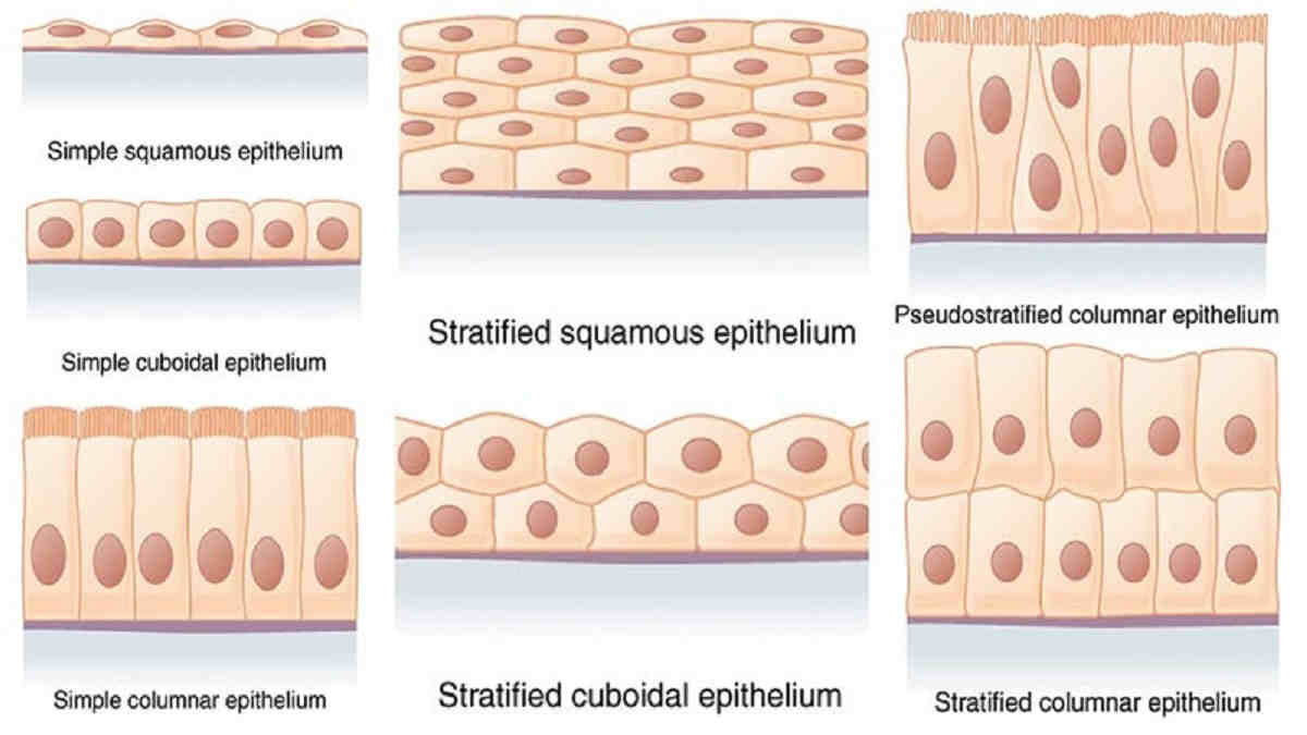 Detail Gambar Epitel Transisional Nomer 8