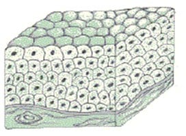 Detail Gambar Epitel Transisional Nomer 9