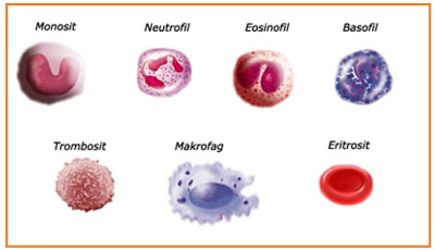 Detail Gambar Eritrosit Leukosit Dan Trombosit Nomer 2