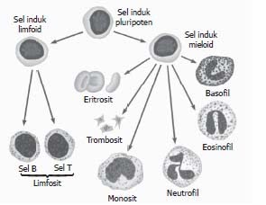 Detail Gambar Eritrosit Leukosit Dan Trombosit Nomer 10