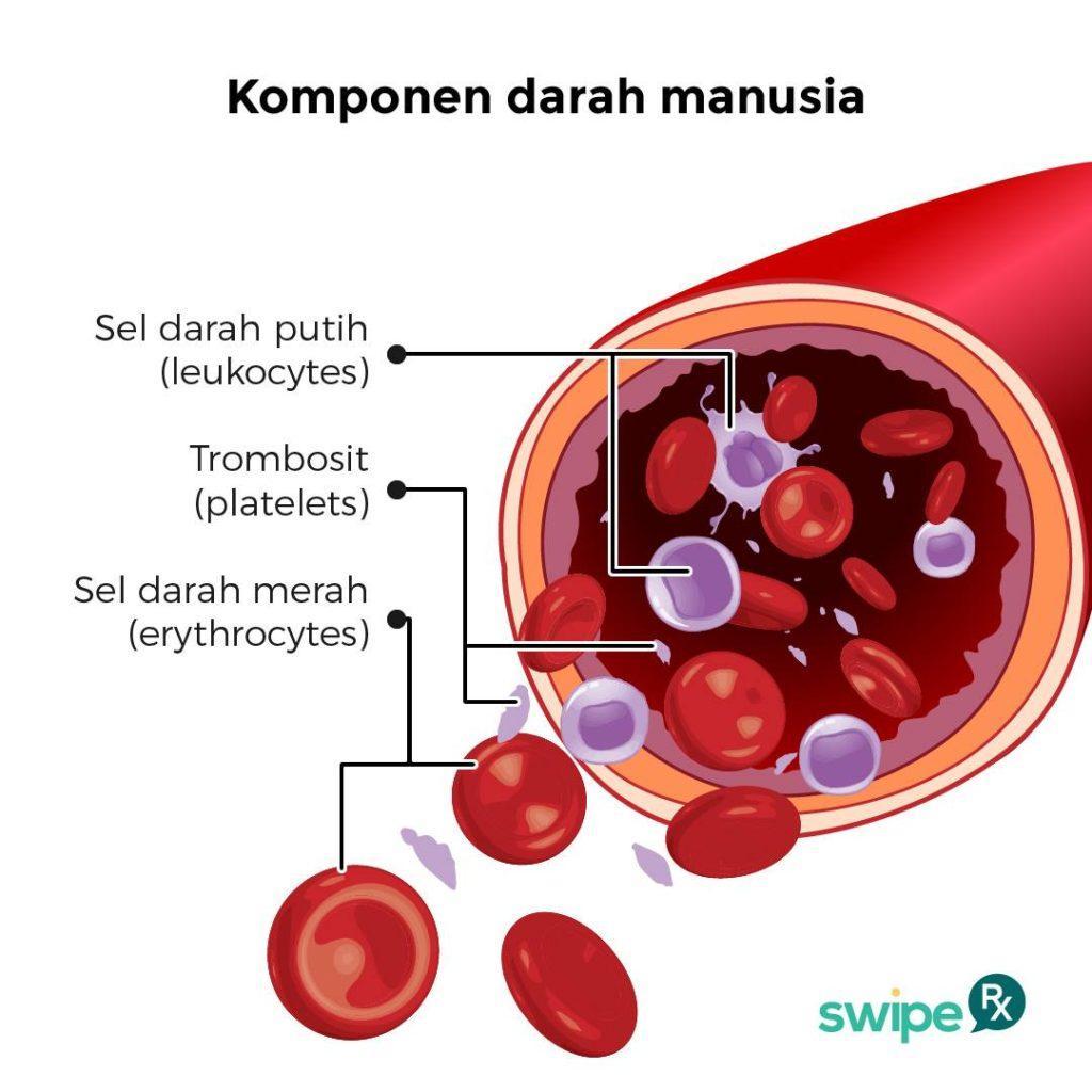 Detail Gambar Eritrosit Leukosit Dan Trombosit Nomer 3