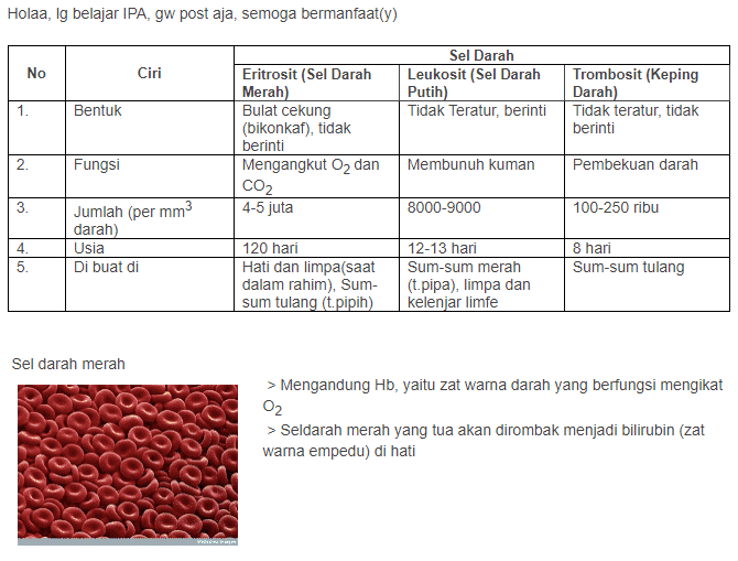 Detail Gambar Eritrosit Leukosit Dan Trombosit Nomer 18