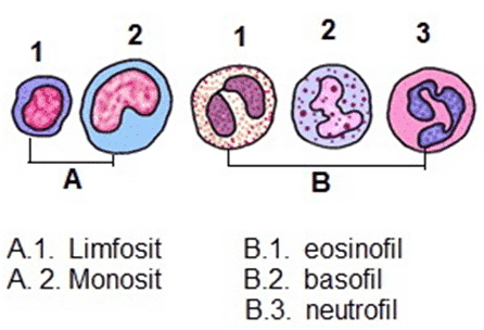 Detail Gambar Eritrosit Leukosit Dan Trombosit Nomer 20