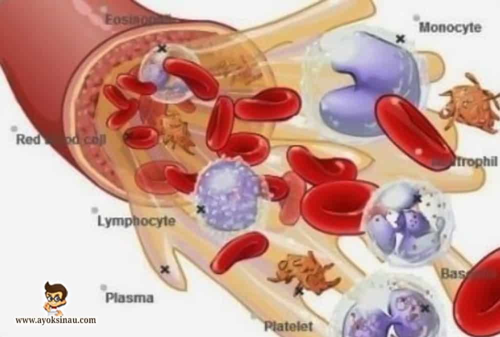 Detail Gambar Eritrosit Leukosit Dan Trombosit Nomer 21