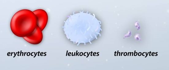 Detail Gambar Eritrosit Leukosit Dan Trombosit Nomer 23