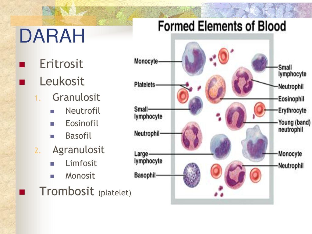 Detail Gambar Eritrosit Leukosit Dan Trombosit Nomer 25