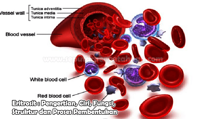 Detail Gambar Eritrosit Leukosit Dan Trombosit Nomer 30