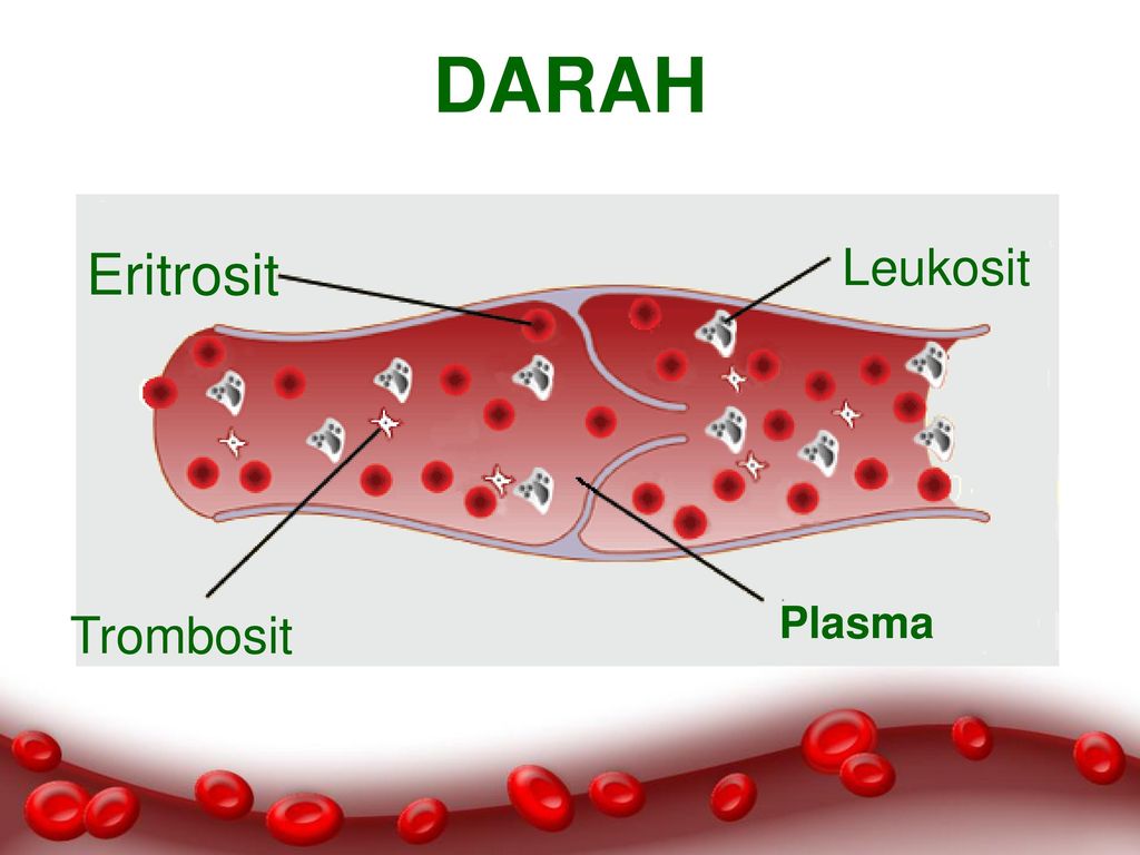 Detail Gambar Eritrosit Leukosit Dan Trombosit Nomer 31