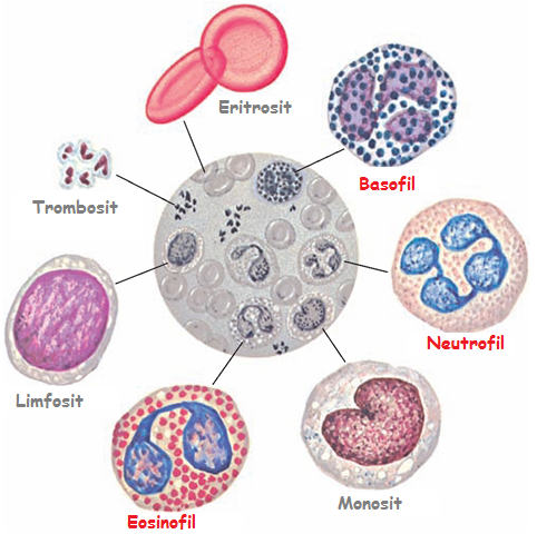 Detail Gambar Eritrosit Leukosit Dan Trombosit Nomer 39