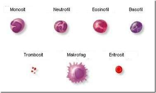 Download Gambar Eritrosit Leukosit Dan Trombosit Nomer 52