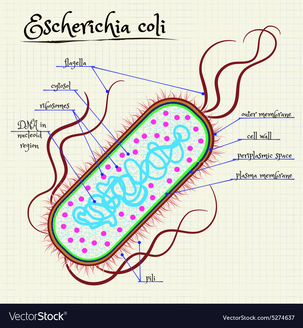 Detail Gambar Escherichia Coli Nomer 11