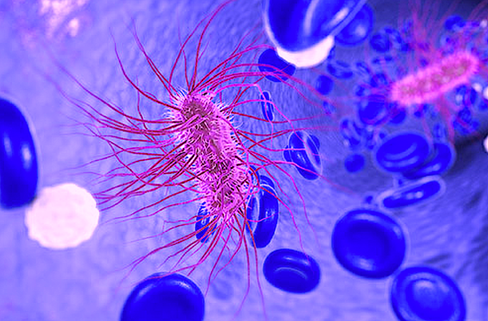 Detail Gambar Escherichia Coli Nomer 13