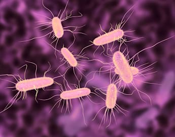 Detail Gambar Escherichia Coli Nomer 20