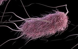 Detail Gambar Escherichia Coli Nomer 7