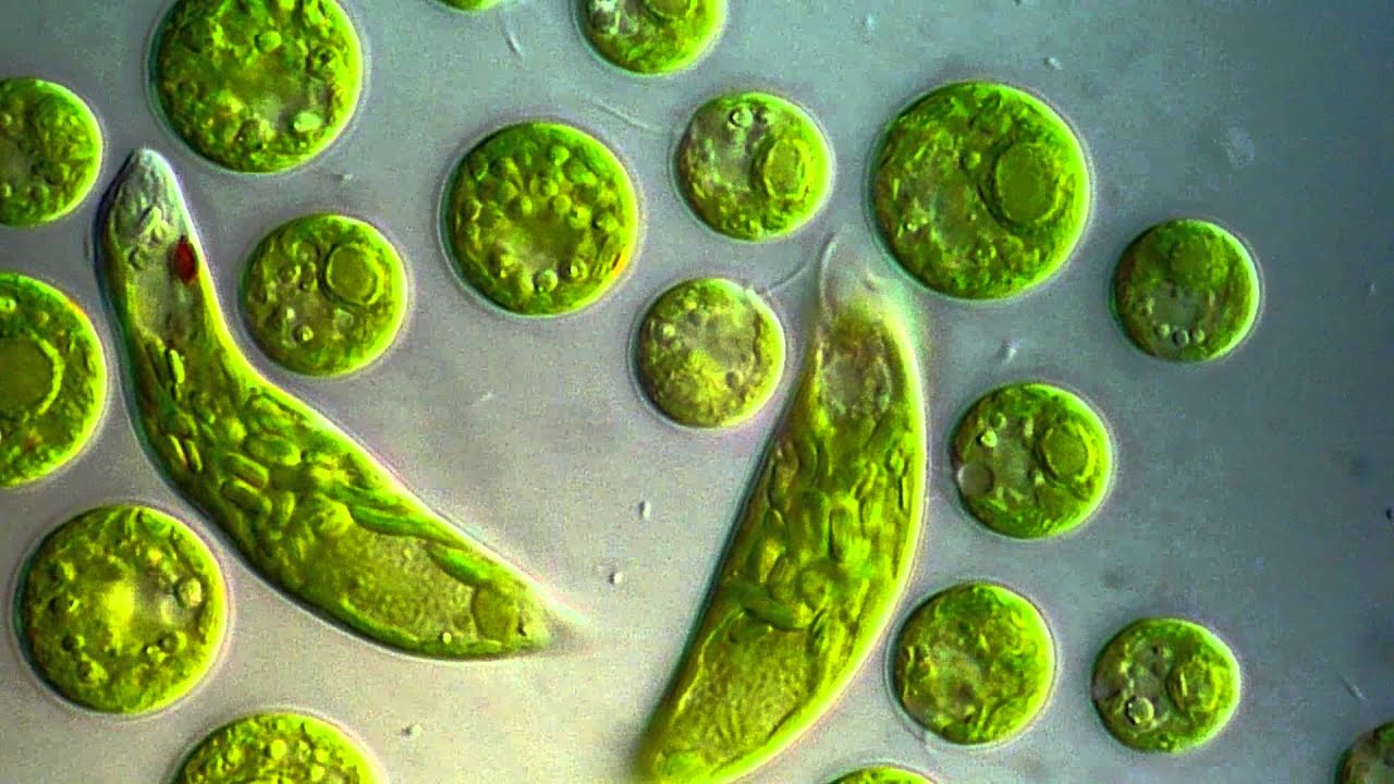 Detail Gambar Euglena Viridis Nomer 8