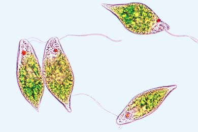 Detail Gambar Euglena Viridis Nomer 10
