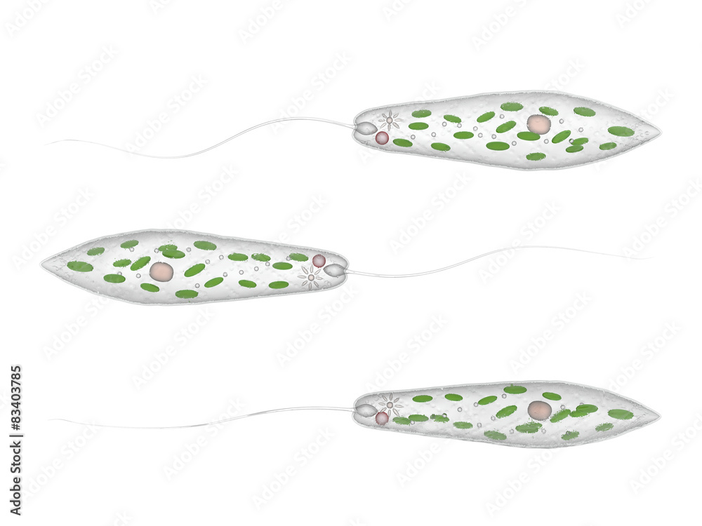 Detail Gambar Euglena Viridis Nomer 16